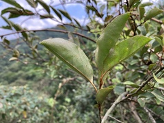 Elaeagnus thunbergii