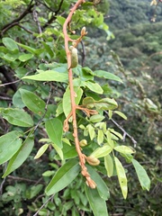 Elaeagnus thunbergii