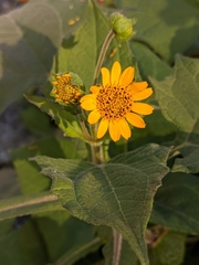 Smallanthus sonchifolius
