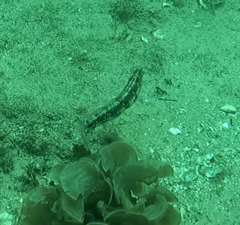 Eupetrichthys angustipes