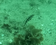 Eupetrichthys angustipes