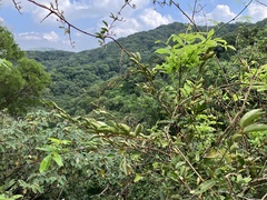 Elaeagnus thunbergii
