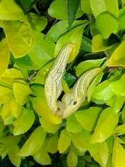 Elisolimax flavescens
