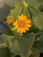 Smallanthus sonchifolius
