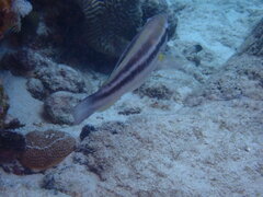 Scarus taeniopterus