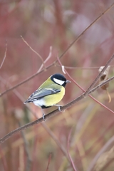 Parus major