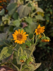 Smallanthus sonchifolius