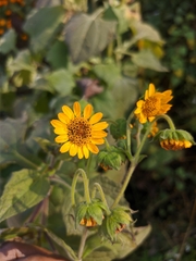 Smallanthus sonchifolius