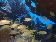 Haemulon flavolineatum