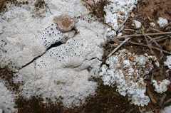 Squamarina lentigera