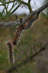 Thaumetopoea pityocampa