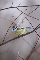 Cyanistes caeruleus