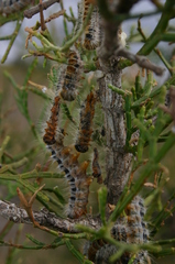 Thaumetopoea pityocampa