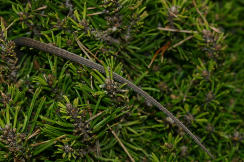 Aleppo pine