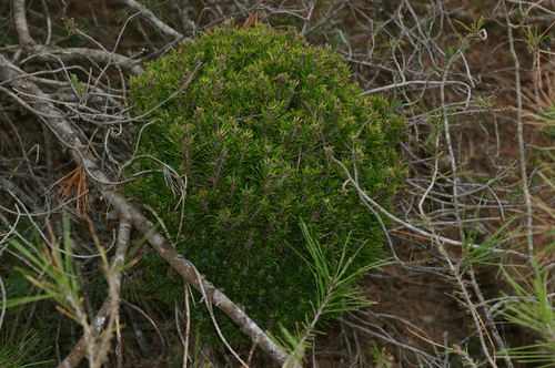 Pine Witches' Broom Phytoplasma