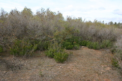 Quercus coccifera coccifera