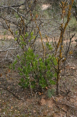 Quercus coccifera coccifera
