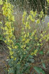 Verbascum lychnitis