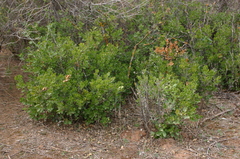 Quercus coccifera coccifera