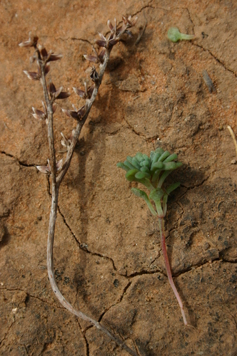 Reddish Stonecrop