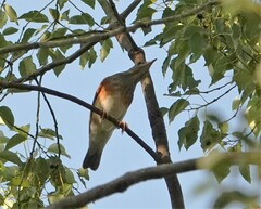 Turdus hortulorum