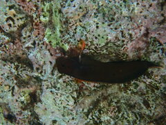 Ophioblennius macclurei