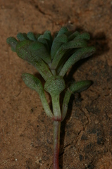 Sedum rubens