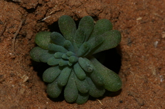 Sedum rubens