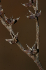 Sedum rubens