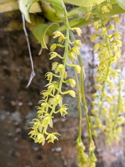 Liparis elliptica