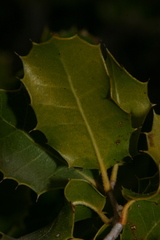 Quercus coccifera coccifera