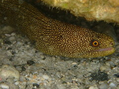 Gymnothorax miliaris