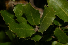 Quercus coccifera coccifera