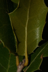 Quercus coccifera coccifera