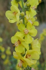 Verbascum lychnitis