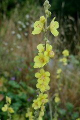 Verbascum lychnitis
