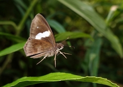 Notocrypta paralysos