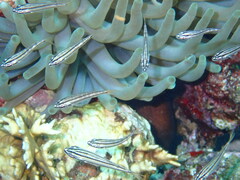 Haemulon flavolineatum