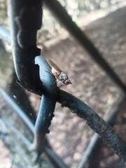 Tephrochlamys rufiventris