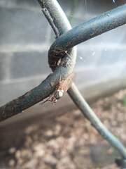 Tephrochlamys rufiventris