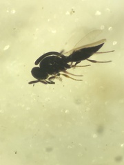 Platygastridae