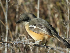 Laniarius ferrugineus