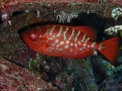 Heteropriacanthus cruentatus