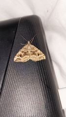 Xanthorhoe semifissata