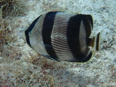 Chaetodon striatus