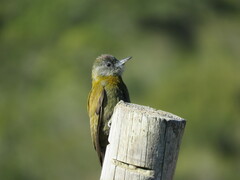 Chloropicus griseocephalus