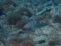 Halichoeres radiatus