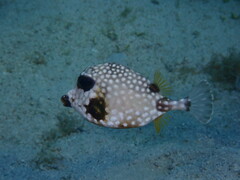 Lactophrys triqueter