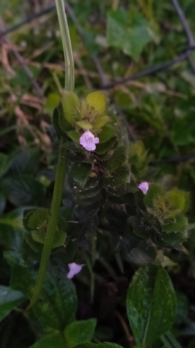 Ruellia blechum image