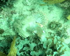Scorpaena jacksoniensis